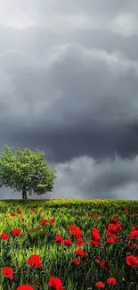 Single tree with red flowers under a stormy sky.