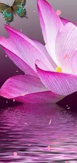 Pink lotus and butterflies reflecting on water wallpaper.