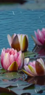 Pink lotus flowers in rain on calm water in mobile wallpaper.