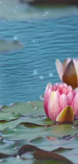 Serene water scene with blooming pink lotus flowers.