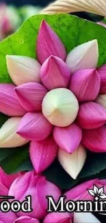 Vibrant pink lotus flower with green leaf, morning greeting.