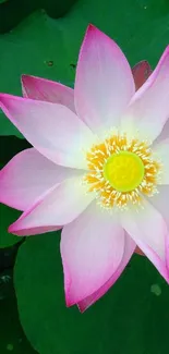 Pink lotus flower on green leaves wallpaper.