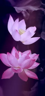 Pink lotus flowers with dark background.