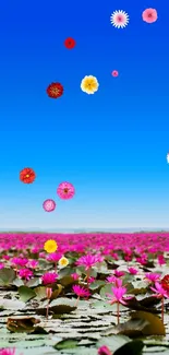 Pink lotus flowers on a lake with a blue sky wallpaper.