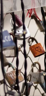 Love locks hang on a fence, symbolizing affection.