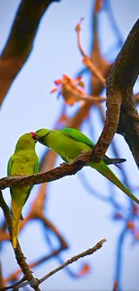 Two green lovebirds perched on a tree branch against a blue sky.