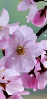 Cherry blossom wallpaper with pink flowers and a soft green background.