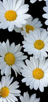 Vibrant white daisies on a black mobile wallpaper background.