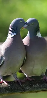 Two pigeons perched affectionately on a branch amidst lush greenery.