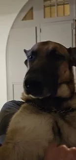 German Shepherd dog sitting indoors, looking attentive.