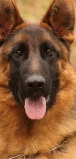 Close-up of a German Shepherd dog with warm brown tones.