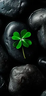 Green clover on smooth black stones wallpaper