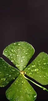 Green clover with water droplets on a dark backdrop wallpaper.