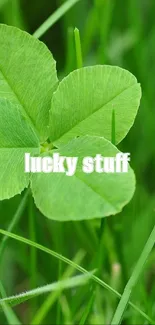 Vibrant green clover with lush grass background.