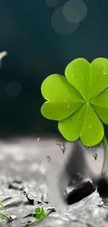 Green clover with water drops on a serene background.