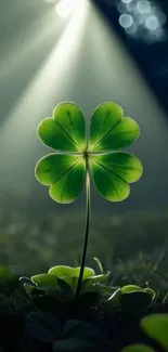 Green clover illuminated by sunlight in a serene natural setting