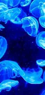 Glowing blue jellyfish swimming underwater.