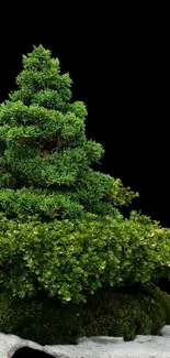 Bonsai tree with lush green leaves on a black background.