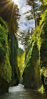 Lush canyon with sunlight streaming through vibrant green foliage.