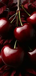 Lush cherries on a branch with deep red hues, perfect for mobile wallpaper.