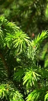 Lush green evergreen foliage close-up