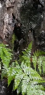 Close-up of green ferns against wet dark tree bark.