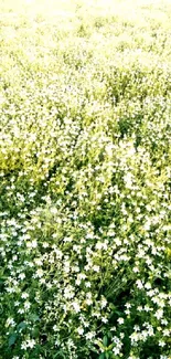 Field of delicate white flowers in lush greenery.