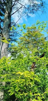 A vibrant forest canopy with green leaves and blue sky.