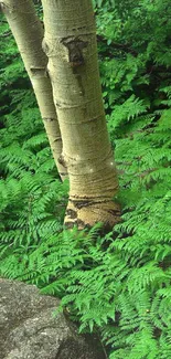 Lush green ferns and tree trunks in a serene forest setting.