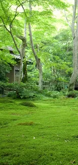 Lush green forest wallpaper with trees and soft moss on the ground.