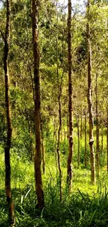 Tall trees in a lush green forest setting, perfect for mobile wallpaper.