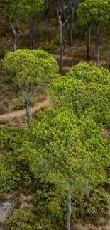 Lush green forest path viewed from above, showcasing vibrant trees.