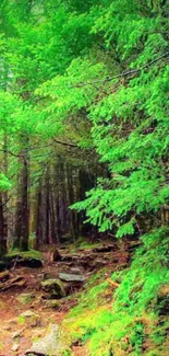 Lush green forest path wallpaper for mobile