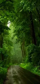 Lush green forest path under dense canopy.