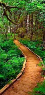 Lush green forest path with wooden boardwalk and vibrant foliage.