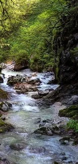 Serene forest stream with lush greenery and cascading waters.