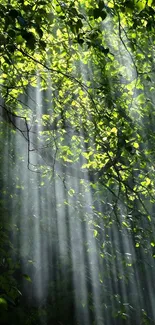 Sunbeams through lush green forest leaves on a tranquil wallpaper.