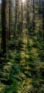 Sunlight streaming through a tranquil green forest, creating a serene scene.