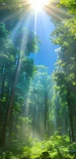 Sunlight streaming through a lush green forest.