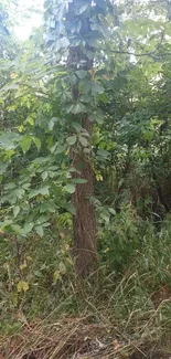 Lush forest trees in vibrant greenery setting.