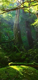 Tranquil lush forest wallpaper with vibrant green foliage and moss-covered trees.