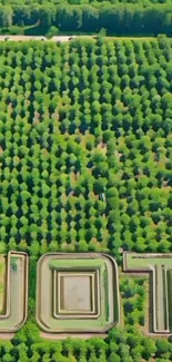 Aerial view of a lush green landscape with a geometric maze formation.