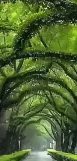 Lush green archway path with sunlight filtering through trees.