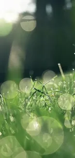 Close-up of green grass with bokeh light effects in the background.