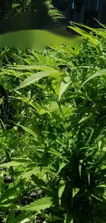 Vibrant green cannabis leaves in sunlight.