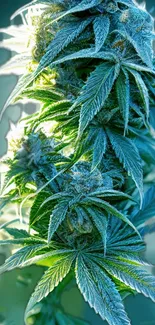 Close-up of vibrant green cannabis leaves with a soft focus in the background.