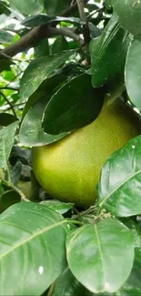 Green citrus fruit among lush leaves on a tree.