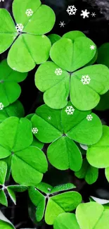 Vibrant green clover leaves mobile wallpaper