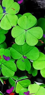 Vibrant green clover leaves pattern wallpaper.