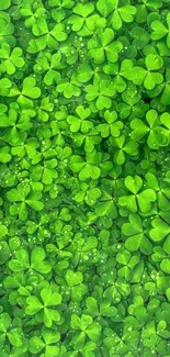 Vibrant green clover leaf wallpaper for mobile.